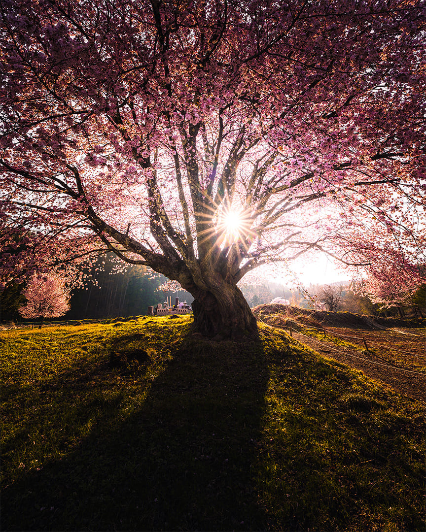 2025 SPRING