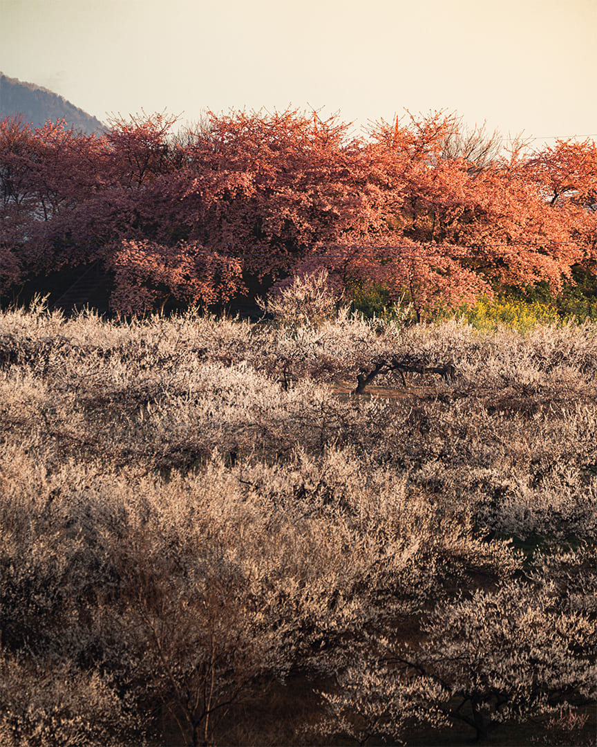 Takasaki, Gunma